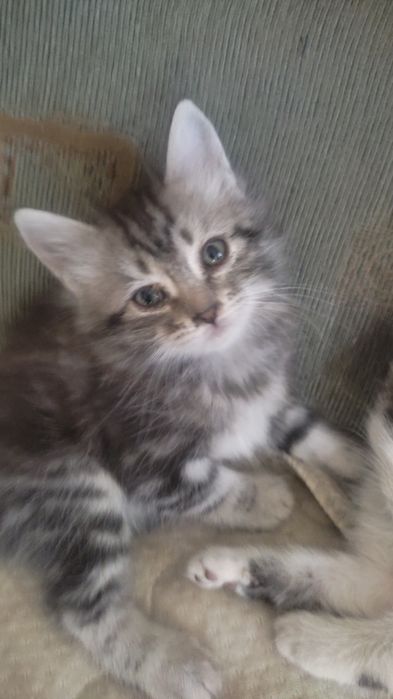 Отдам красивых котят