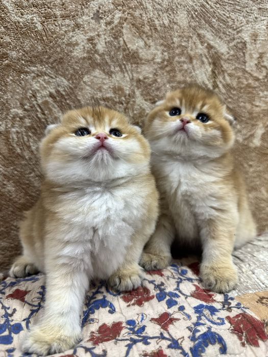 Продаются котята. Британские. Шотланские фолд
