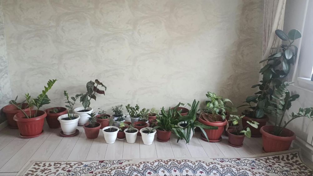 Комнатные цветы