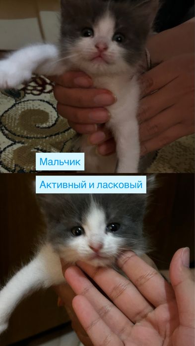 отдам 3 котят в добрые руки