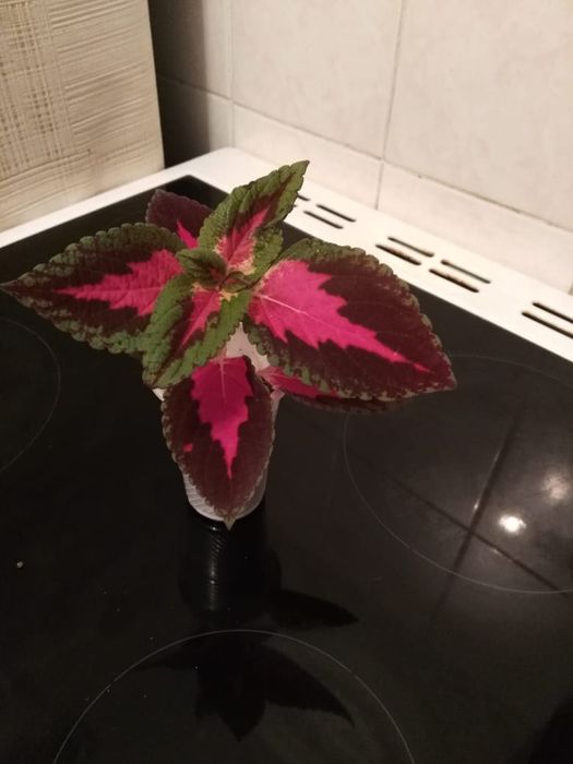 Герань,сансевиерия,бегония,колеус