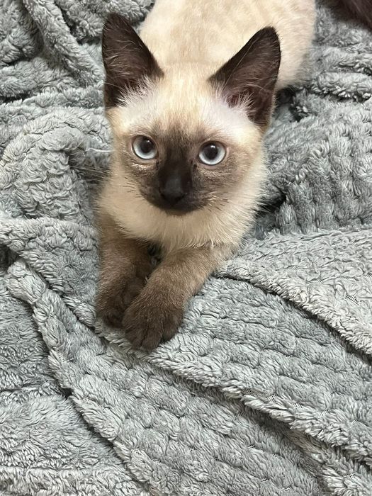 Котенок бесплатно