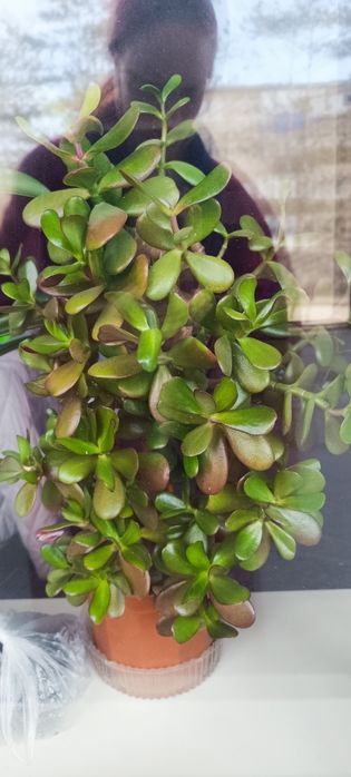 Денежное дерево большое срочно!