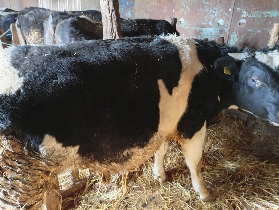 De vânzare 5 tăurași