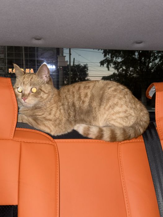 Отдадим котика в добрые руки