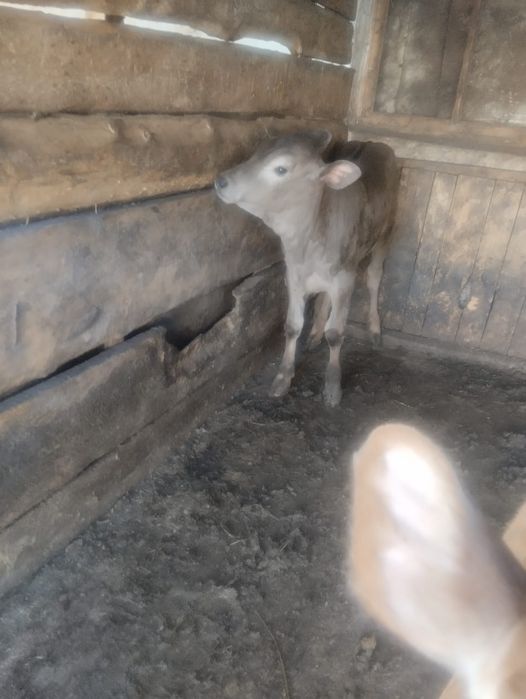 Продам телят две головы