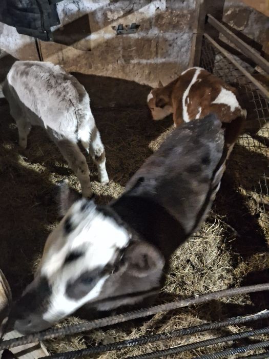 Қашар, баспақ қашар, еркек бұзаулар сатылады