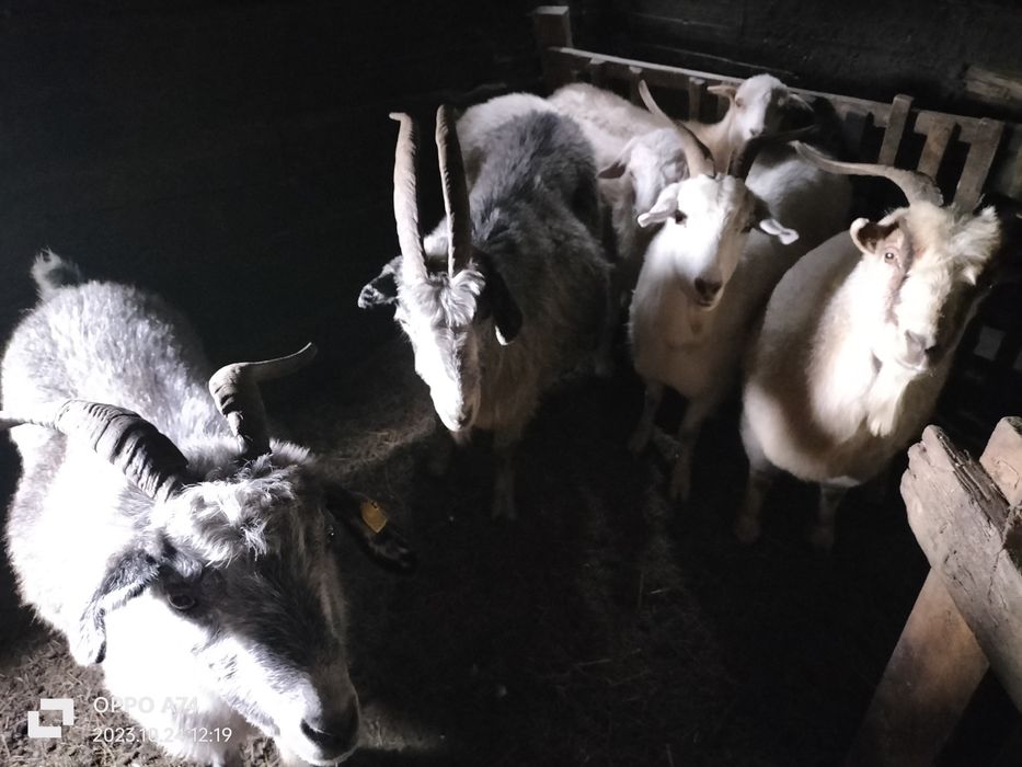Козы продам,хорошие