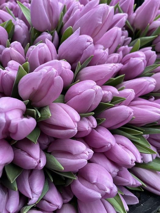 Тюльпаны качество оптом Беларусь