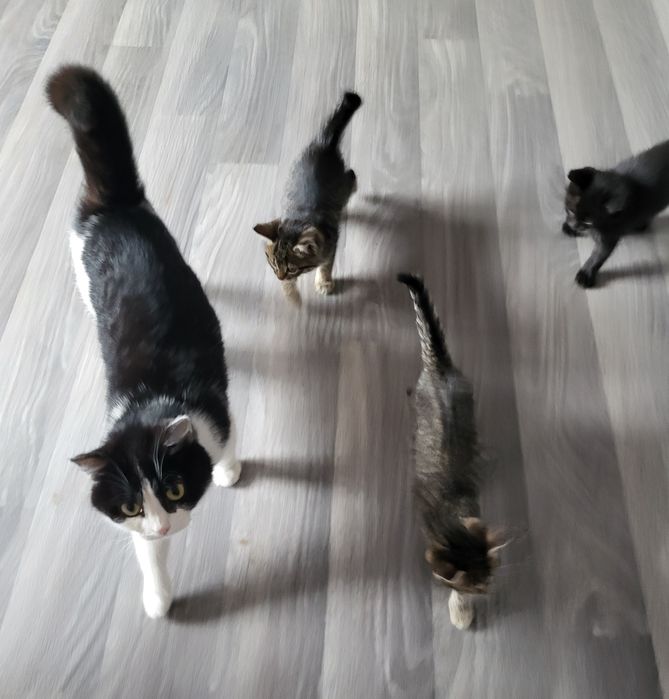 Котята в добрые руки