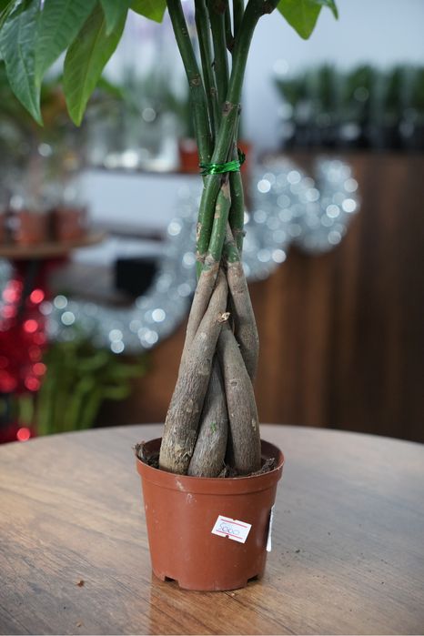 Пахира Актавика 55 см