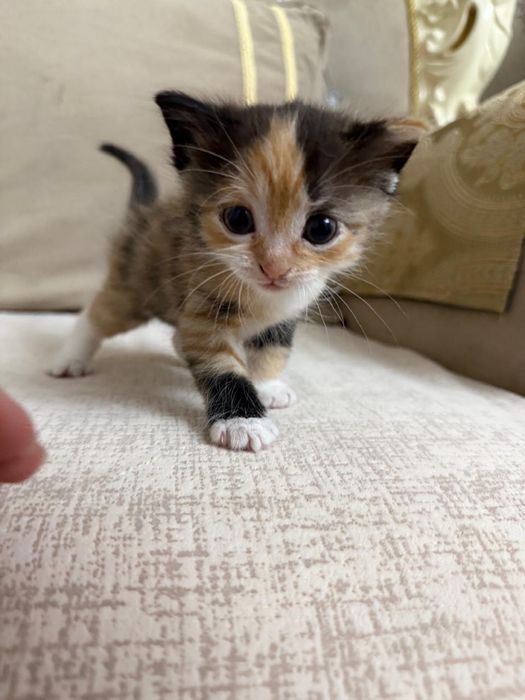 Котята девочки бесплатно отдам