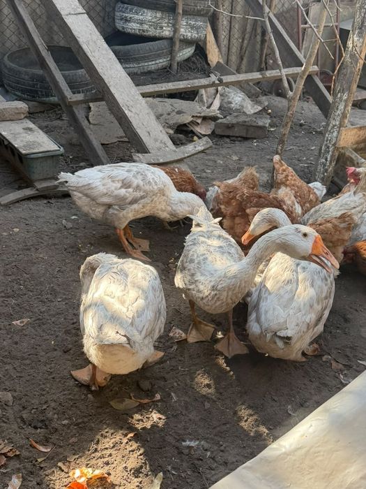 продам гусей домашних
