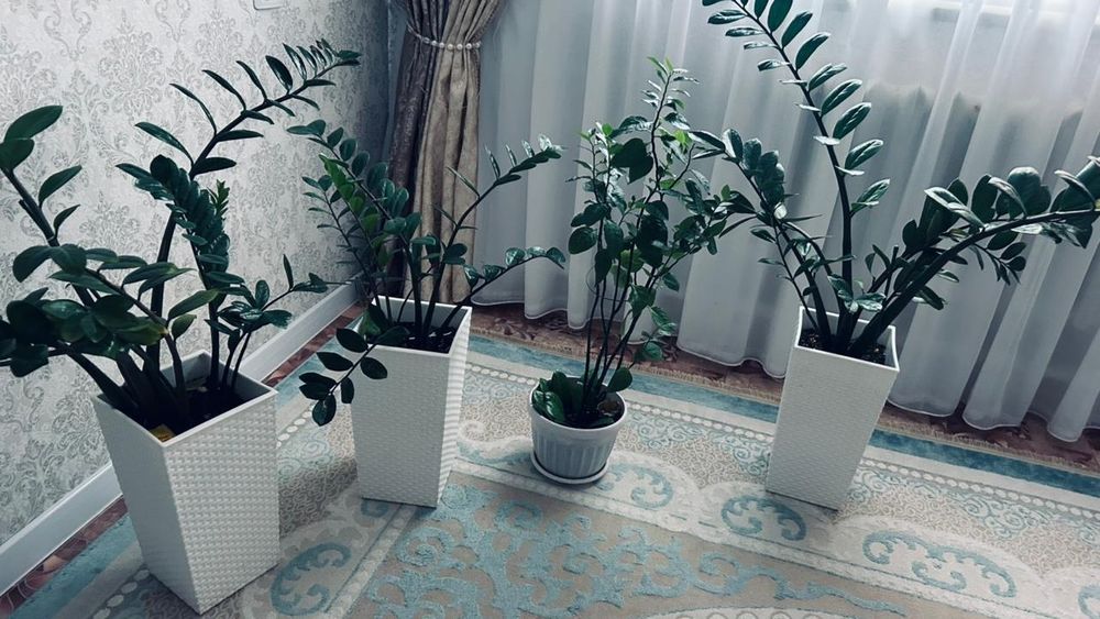 Домашние растение