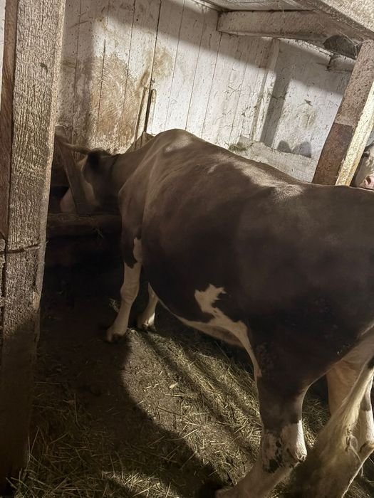Vând vaca gestanta in 7 luni.