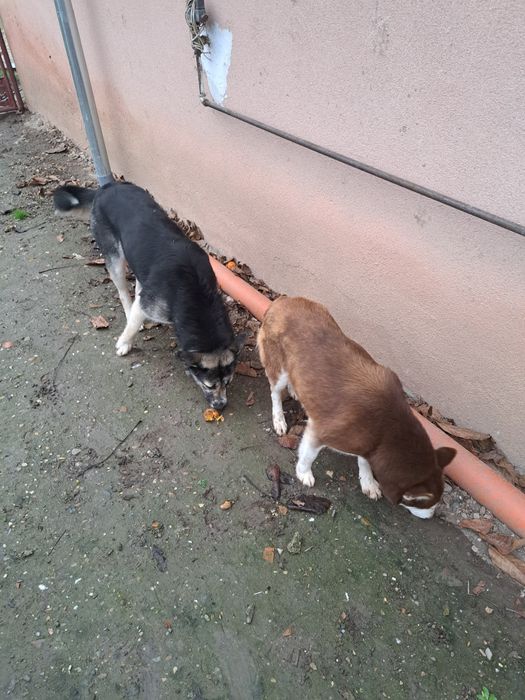 Donez  două cățelușe !