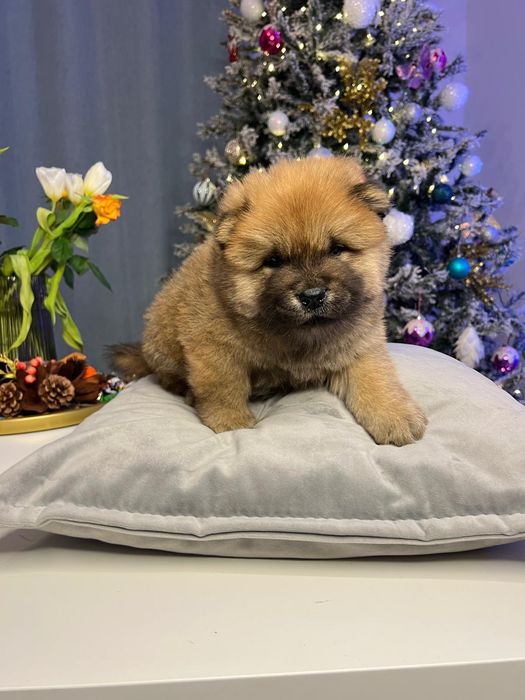 Vand pui de Chow Chow
