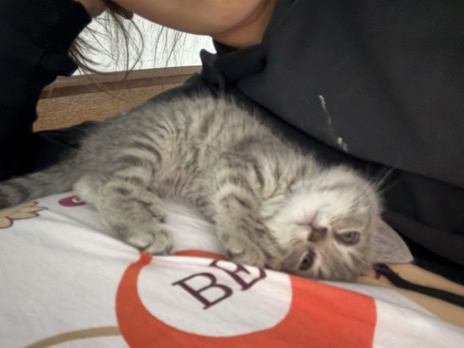 Кошка порода-британский