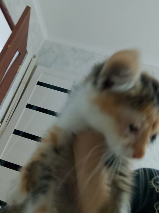 Срочно отдаю котенка в добрые руки