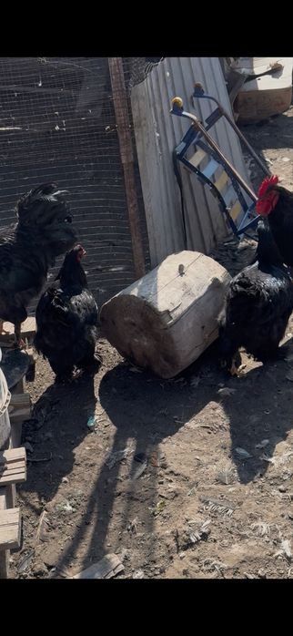 Продам курей молодые