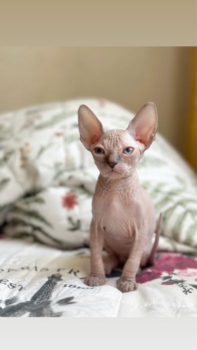 Котята канадского сфинкса