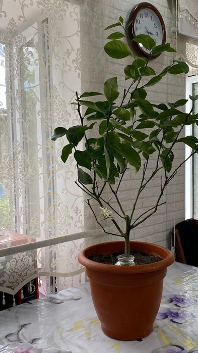 Продам Лимонное дерево сорт Петропавловский
