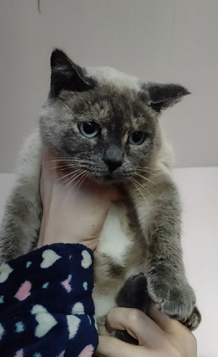 Домашняя красивая кошечка