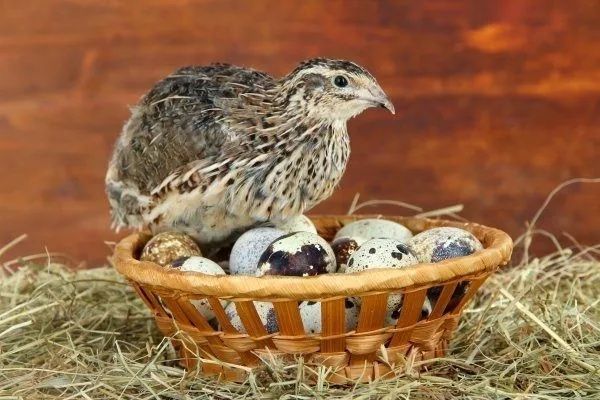 Продам свежее перепелиное яйцо