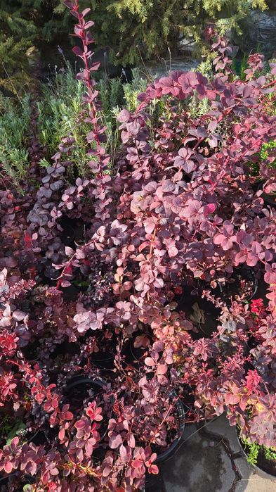 САЖЕНЦЫ ОПТОМ от 1 до 7 м