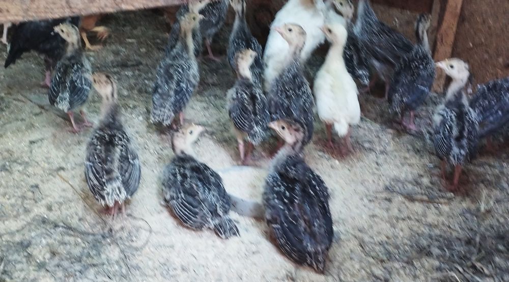 Продам индюшат 3 недели+