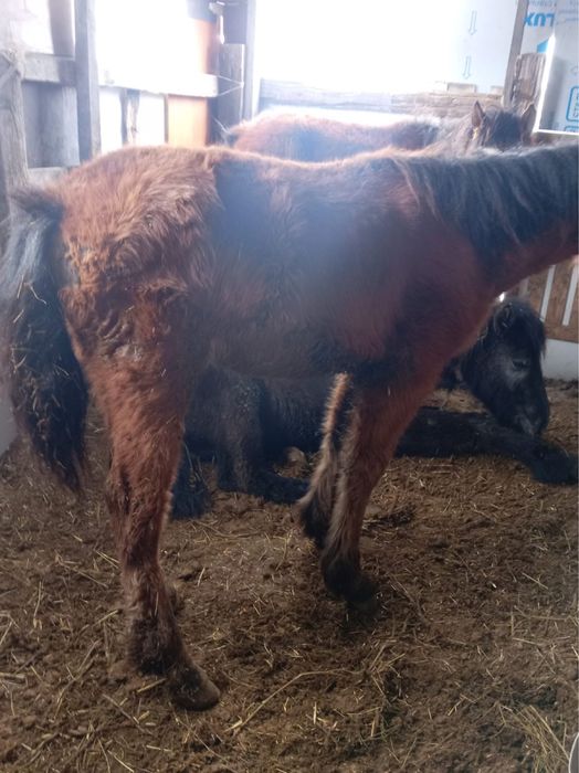 Жабагылар сатылады