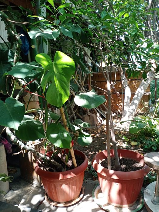 Комнатные цветы .