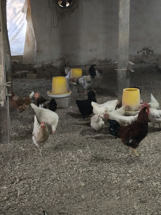 Тухмлар инкубатор очириш учун домашний товула