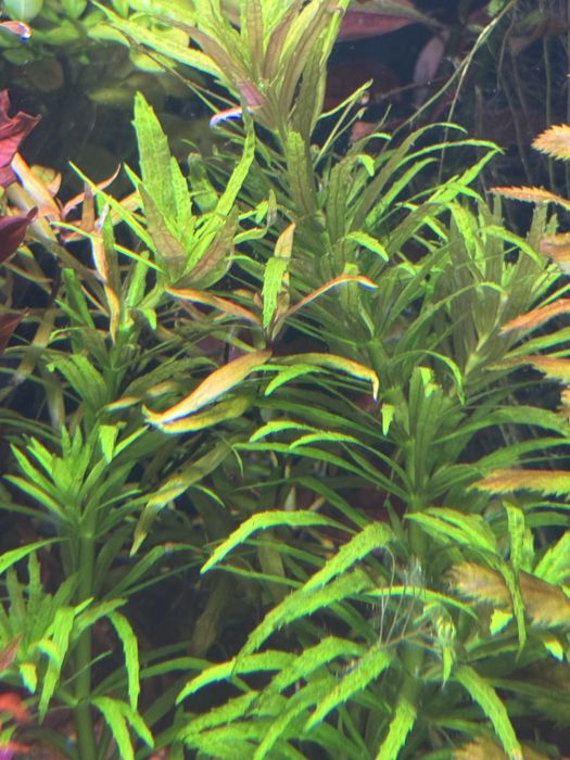 Pachete de plante disponibile