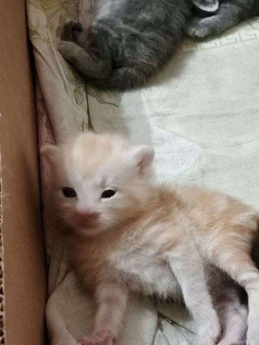 Котята скоттиш вислоухие