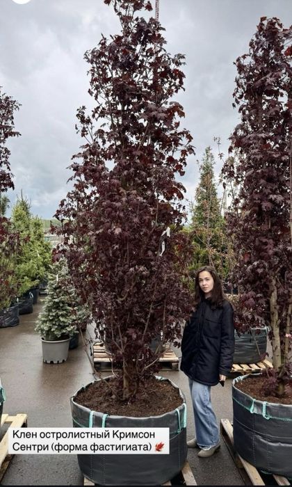 Озеленение газон ель