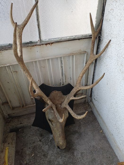 Трофей еленски рога с череп