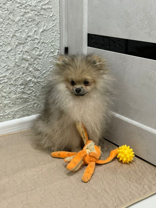 Продам маленького пушистого друга.