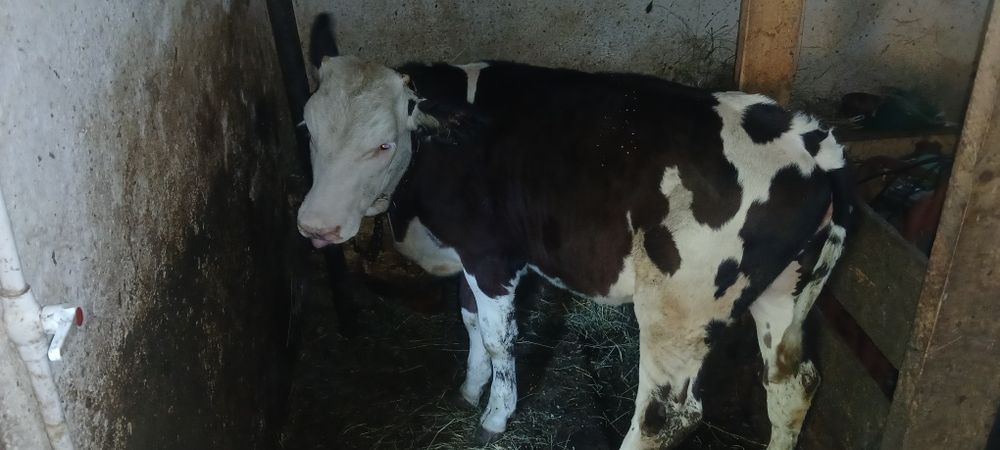 De vânzare vitea holstein