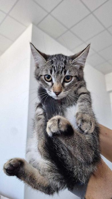 Adoptie 2 pisoi dragalasi de 3 luni si jumatate, testati, deparazitati intern si extern, vaccinati, 1 baietei si o fetita.