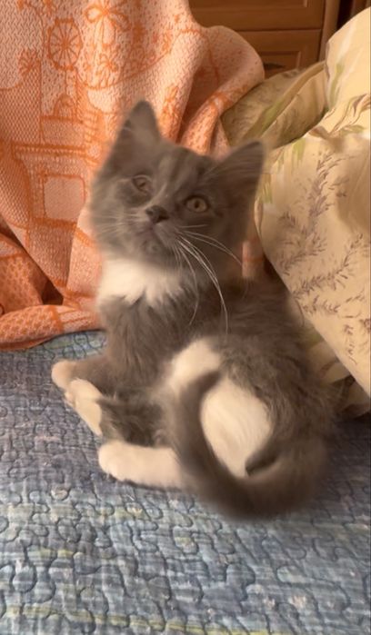 Котенок 1,5 месяца девочка