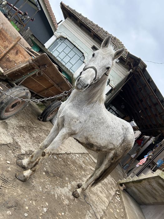 Disponibil de vanzare este castrat