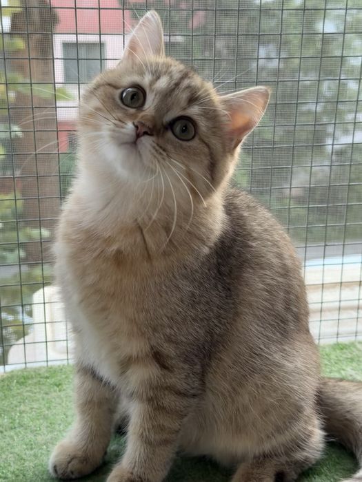 Fetita british shorthair