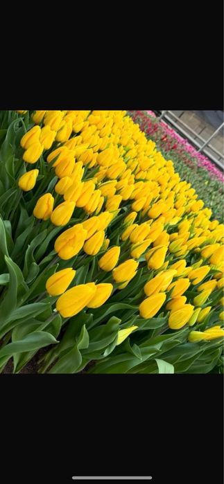 Тюльпаны к 8 марта