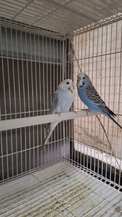 Волнистый тўтиқуш