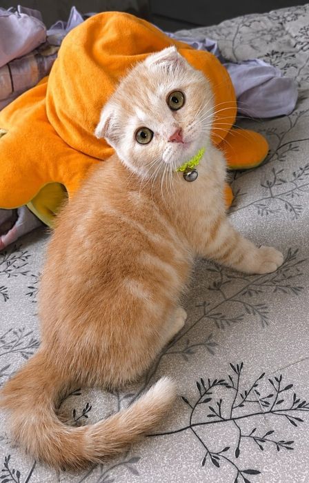 Продаётся котенок скоттиш фолд