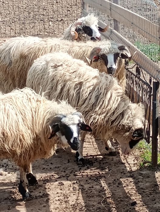 Mioare și berbeci de anul trecut de vânzare de anul trecut din primăvară și din toamna 2025