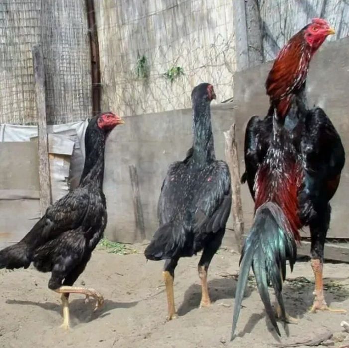 Дакан шамо 3 ойликдан 7 ойликкача макиен жужалари сотилади.