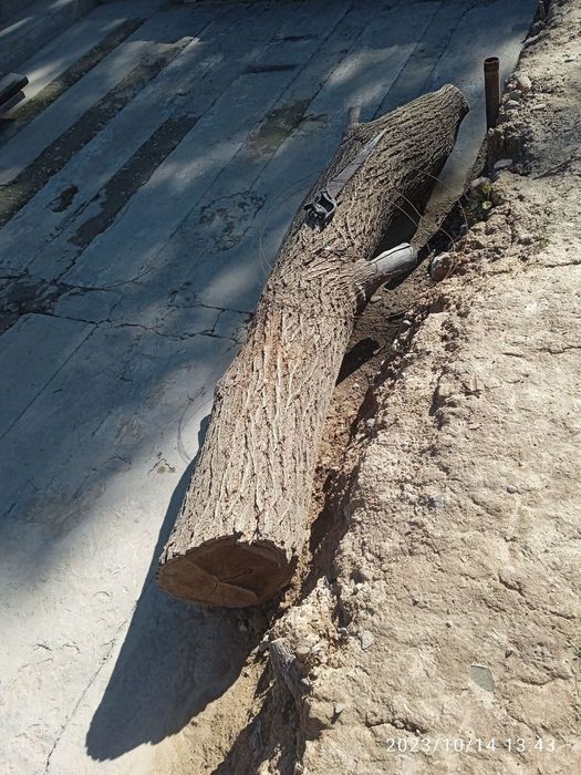 Tut  daraxti tonka yaxshi