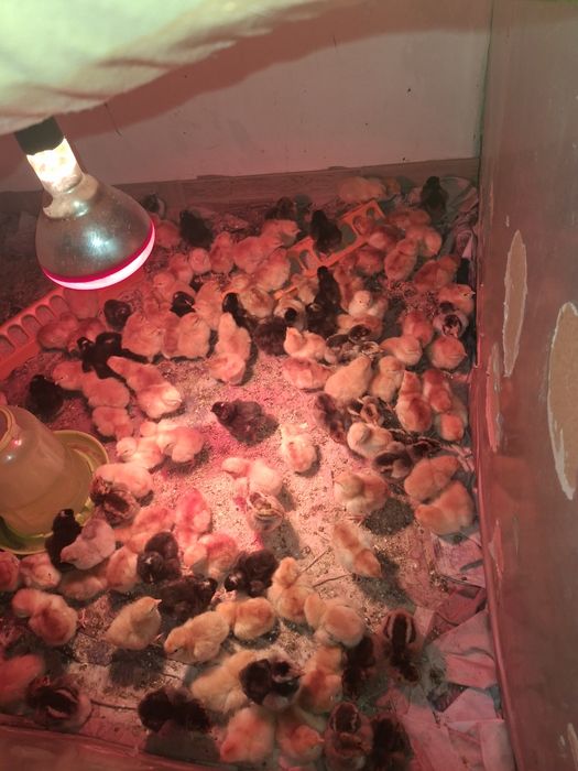 Puii de rasă. Rhode Island, Wandotte auriu albastru.